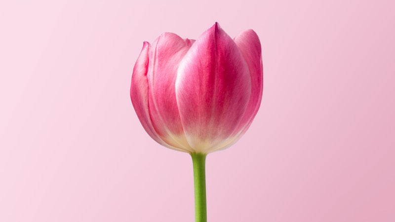 Artificial Tulip Bundle
