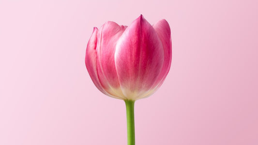 Artificial Tulip Bundle