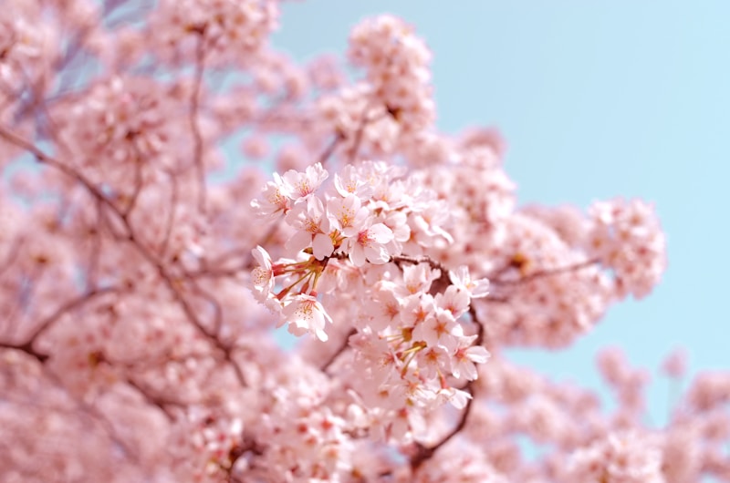 Cherry Blossom Branches